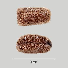   Seeds:   Digitalis purpurea ; Photo by D. Walters and L. Seastone, USDA APHIS PPQ, imageID.idtools.org
